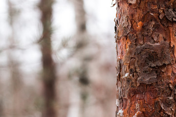 Pine trunk with out of focus background
