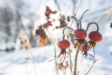 Red rose-hips macro in winter under frost in the cold