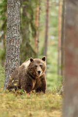 Fototapeta premium big brown bear in forest