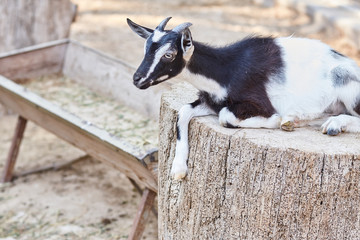baby goat rests on a tree stump, summer sunny day.
