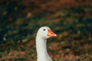 Goose