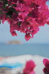 Fototapeta na wymiar Nice view to the island from beach throught the purple flowers of bougainvillea