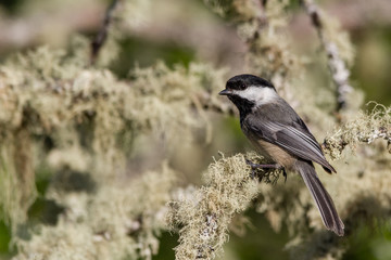 Lookout - Black-capped Chickadee (Poecile atricapillus) perched on a lichen covered branch. Oregon
