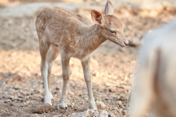 fawn walks on a Sunny summer day.