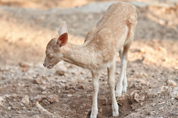 Fototapeta premium fawn walks on a Sunny summer day.