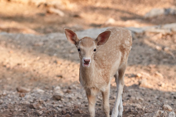 fawn walks on a Sunny summer day.