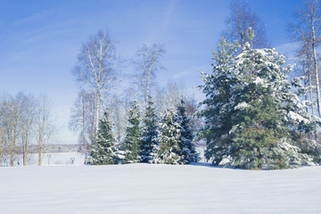 Scenic image of spruces trees. Frosty day, calm wintry scene. Location Russia. Great picture of wild area. Tourism or Christmas concept.