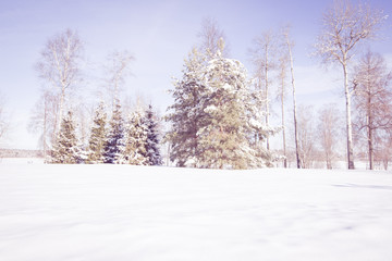 Scenic image of spruces trees. Frosty day, calm wintry scene. Location Russia. Great picture of wild area. Tourism or Christmas concept.