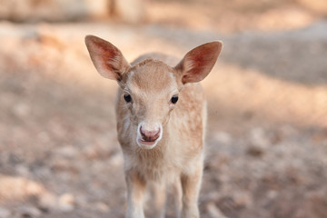 fawn walks on a Sunny summer day.