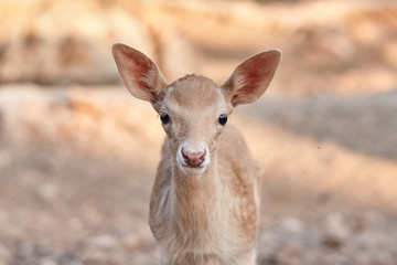 fawn walks on a Sunny summer day.