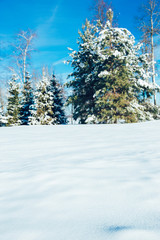 Scenic image of spruces trees. Frosty day, calm wintry scene. Location Russia. Great picture of wild area. Tourism or Christmas concept.