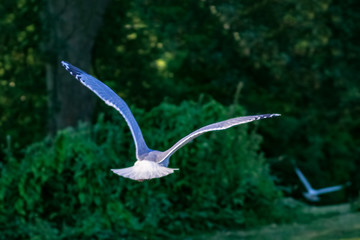 Seagull flying away wings spread from behind green trees at background