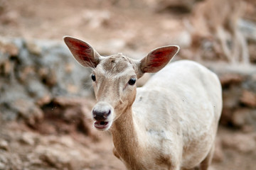 fawn walks on a Sunny summer day.