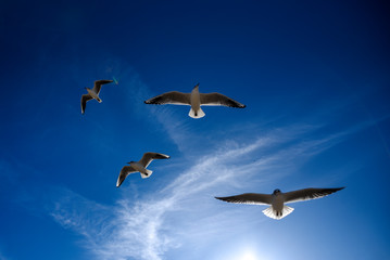 Gulls flying in the blue sky. Gulls flying in the blue sky.