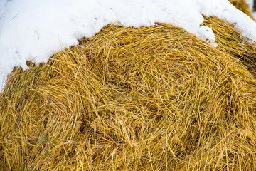 haystack, straw in the village, horse yard, winter, snow, (farm)
