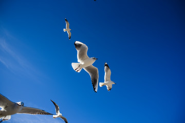 Gulls flying in the blue sky. Gulls flying in the blue sky.