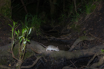 Rats! - Norway (Rattus norvegicus) rat crosses a stream at night in a common area next to housing development.
