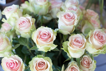 White roses with a pink center. A large bouquet for a gift to a woman