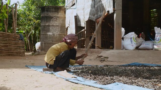 Manual crushing of dried beans with a wooden stick (close-up)	