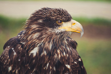  Spectacular portrait of an American eagle perched. Animal