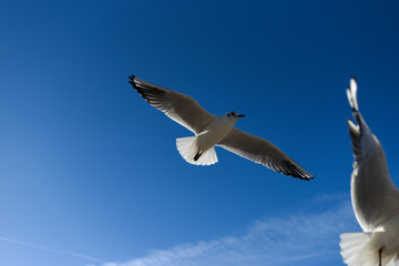 Gulls flying in the blue sky. Gulls flying in the blue sky.