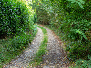 Fototapeta na wymiar Road in the forest near Montevecchia