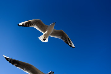 Gulls flying in the blue sky. Gulls flying in the blue sky.