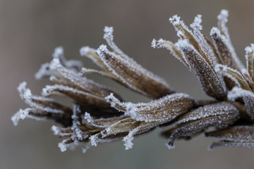 Oszroniałe rośliny