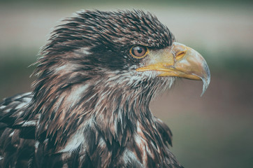  Spectacular portrait of an American eagle perched. Animal