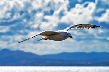 Seagull in Flight