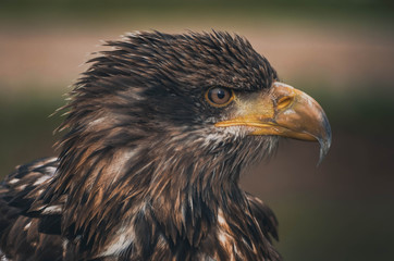  Spectacular portrait of an American eagle perched. Animal