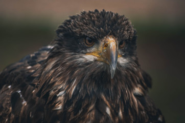  Spectacular portrait of an American eagle perched. Animal