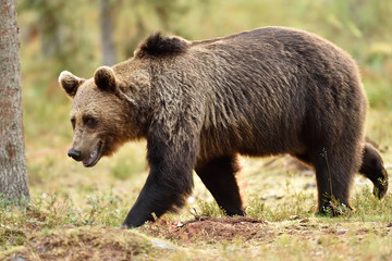 Fototapeta na wymiar walking bear in forest