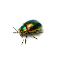 Green beetle isolated on white