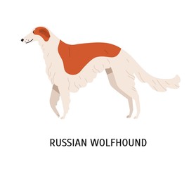 Irish Wolfhound Funny Dog Of Hunting Breed Or Sighthound Isolated