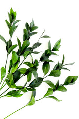 Spring branches with small green leaves on white background top view copy space