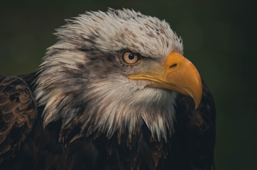  Spectacular portrait of an American eagle perched. Animal