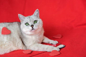 Large silver British cat against red background close up among scattered hearts