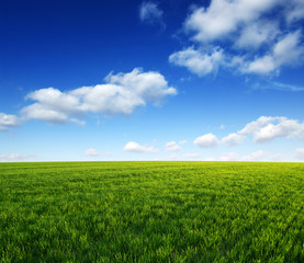 Field and blue sky with white clouds