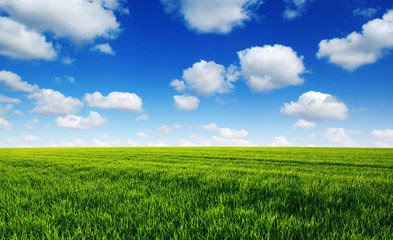 Obraz premium Green field and blue sky