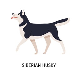 Siberian Husky © Good Studio