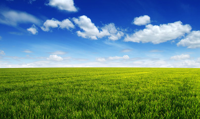 Field and blue sky with white clouds