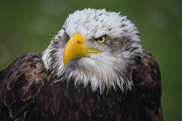  Spectacular portrait of an American eagle perched. Animal