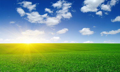 Green meadow and sun.
