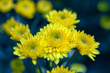 Chrysanthemum cultivation in Vietnam