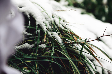 schneebedecktes Gras