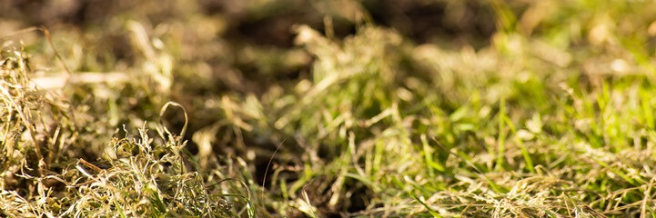 Background with dry grass is close