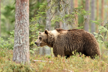 bear in summer forest