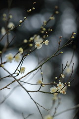 白梅の花と蕾