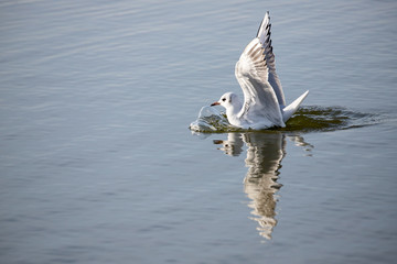 Gull Landing 4
